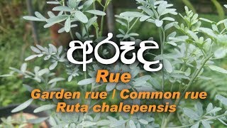 Arudha  Rue  Garden rue  Common rue Ruta chalepensis [upl. by Ahsaeym165]