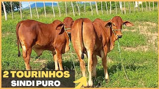 COMPREI 2 BEZERROS SINDI PUROS  oportunidade de tourinho [upl. by Tedie]