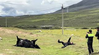 3107 Tourist mimics deceased yak on the grasslands of China [upl. by Luz193]