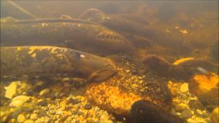 Sea Lamprey Spawning [upl. by Klenk]