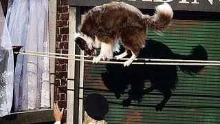 Britain’s Got Talent Amazing Dog Walks Tight Rope [upl. by Liamsi]