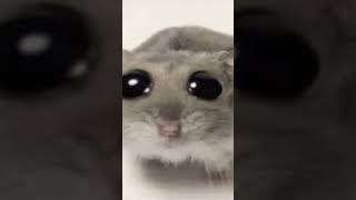 Sad Hamster Violin meme [upl. by Atteynad]