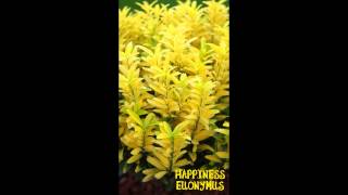 Euonymus japonicus Happiness Concept Plants [upl. by Narhet]