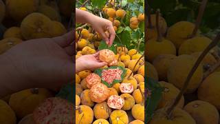 Cotton Fruit or Santol 😋🤤 [upl. by Yalcrab]