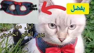 مشروع 100مربح💶💰 حزام القطط بحلة جديدة cat harness diy harnais pour chat [upl. by Joo]