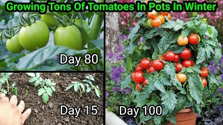 How to grow Tomatoes at home  Full Training from seed to harvest  5 Kg in 1 plant [upl. by Engedus241]