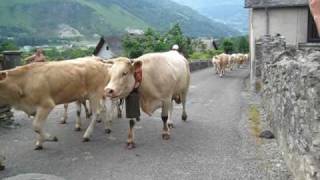 Transhumance in the Vallee dOssau  Pyrenees France [upl. by Yelrak]