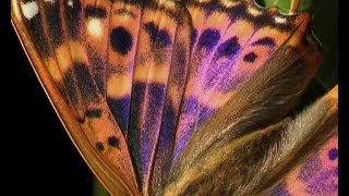 Documentary Lesser Purple Emperor Apatura ilia f clytie [upl. by Kiefer]