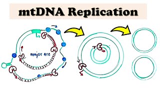 Mitochondrial DNA mtDNA Replication  D loop Replication deepdive video [upl. by Alver]