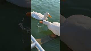 Cute Pekin ducks at the lake❤️ [upl. by Yborian837]