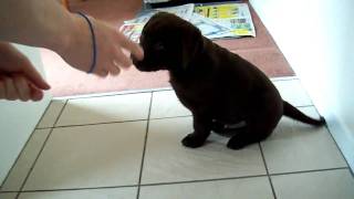 Dexter Chocolate labrador 8 weeks old [upl. by Orlantha952]