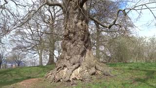 Large old tree near Flintshire County Hall Council Offices Mold Flintshire Wales 6422 [upl. by Dviad]