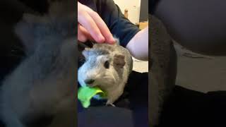 My Guinea pig comet eating lettuce salad and cucumber [upl. by Ardnaek384]