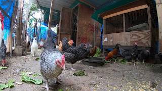 Chickens Clucking Roosters Crowing Very Long Continuous HD Video [upl. by Acquah231]