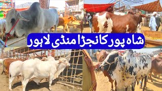 BIG SIZE BACHRE ğŸ˜± 20 LAC K BACHRE Yar  Es EID PEY kia BANEY GA  LAHORE BAKRA MANDI [upl. by Lacsap]