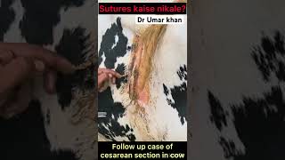 Follow up case of cesarean section in cow l dr Umar khan [upl. by Burnard]