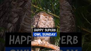 Superb Owl Sunday Shake it off [upl. by Amandi21]