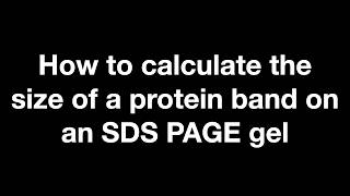 How to Determine Protein Size kDa on an SDSPAGE Gel  StepbyStep Tutorial [upl. by Notneiuq]