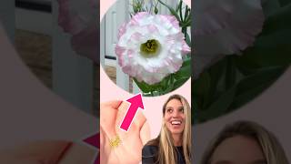 Sowing Lisianthus Seeds 🌸 gardening lisianthus seedstarting [upl. by Avon80]