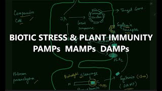 BIOTIC STRESS  PLANT IMMUNOLOGY PAMPs  MAMPs  DAMPs csirnet lifescience [upl. by Natye]