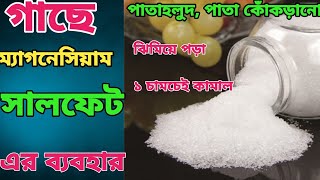 গাছে এপিসম সল্টের ব্যবহার ম্যাগনেসিয়াম সালফাট এর ব্যবহারHow to use epsom salt in plant [upl. by Srevart550]