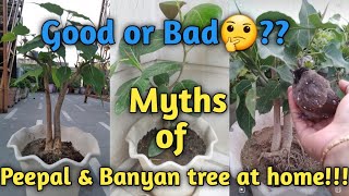 Peepal amp Banyan tree grows in pot at home  Myths about Peepal amp Banyan tree [upl. by Restivo]