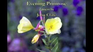 Evening Primrose a poem written by John Clare [upl. by Cyd49]