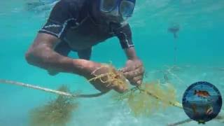 Seaweed Cultivation in Belize [upl. by Ariaj125]