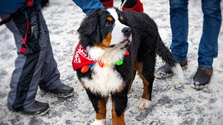 Bernese Mountain Dog Parade Breckenridge Colorado 2022 [upl. by Eniamsaj]