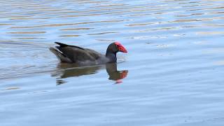 Swamphen sound [upl. by Leasa]