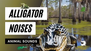 Animal Sounds Alligator Noises  🐊🐊🐊alligator noise  animal sounds [upl. by Asiram]