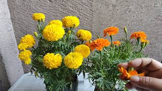 Marigold  Mga Simpleng Paraan ng PagAalaga Marigold Basic Growing Tips [upl. by Millian]