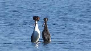 Taniec godowy perkoza dwuczubego Podiceps cristatus 13032022 [upl. by Ehrenberg]