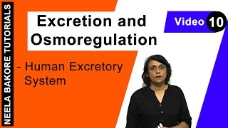 Excretion and Osmoregulation  NEET  Human Excretory System  Neela Bakore Tutorials [upl. by Cati192]