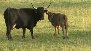 Land of wild horses European bison and aurochs [upl. by Lynsey]