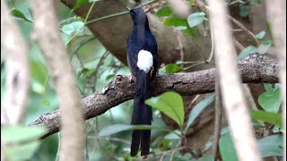 20240612  劍南蝶園  白腰鵲鴝Copsychus malabaricus 尿布穿反 [upl. by Allys]