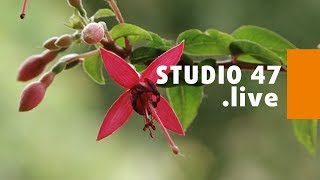 STUDIO 47 live  AUSSTELLUNG „FUCHSIEN UNTER BUNTEN SEGELN“ IM BOTANISCHEN GARTEN HAMBORN [upl. by Giarc797]