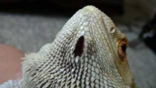 Bearded Dragons Abscess and Recovery [upl. by Yelnoc445]