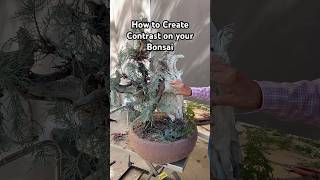 How to Create Contrast on your Bonsai bonsai bonsaitree bonsaidesign trees plants tips shorts [upl. by Anole]