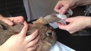 Vet putting an IV catheter in a rabbit [upl. by Garceau]