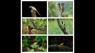 4k Video of Birds Thattekad Bird SanctuaryBird Hide amp Bird Watching Birds Of Kerala birds video [upl. by Nnaoj]