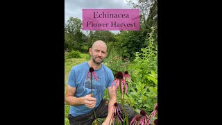 Harvesting Echinacea pallida angustifolia and purpurea for medicine making [upl. by Jehias]