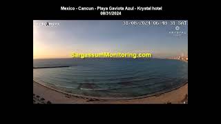 2024 Sargassum Monitoring® Official  Mexico  Cancun [upl. by Ilojne]