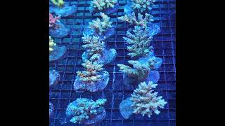 Rainbow acropora tenuis and millipora ajccoralimports rainbowtenuis rainbowmillipora [upl. by Alysa]