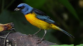 Rauenia bonariensis bonariensis Registro inusual  Aves del Ecuador [upl. by Mcwherter]