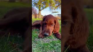 IRISH SETTER 101 UNDER 60 SECONDS [upl. by Aerdma586]