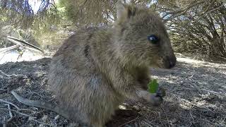 Cute quokka eating a leaf [upl. by Furlani]