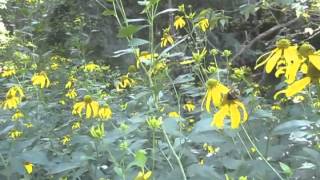 Wild Goldenglow  Rudbeckia lanciniata [upl. by Lusty37]