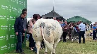 Overall Belgian Blue Champion  Tullamore 2024 [upl. by Attenra]