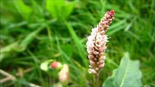 Pale Persicaria Persicaria Lapathifolia L  20120902 [upl. by Ellehcear]